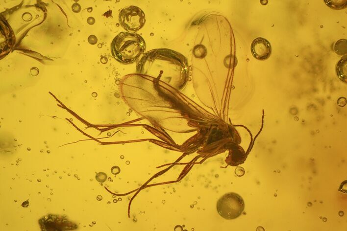 Detailed Fossil Fly (Diptera) In Baltic Amber #58038